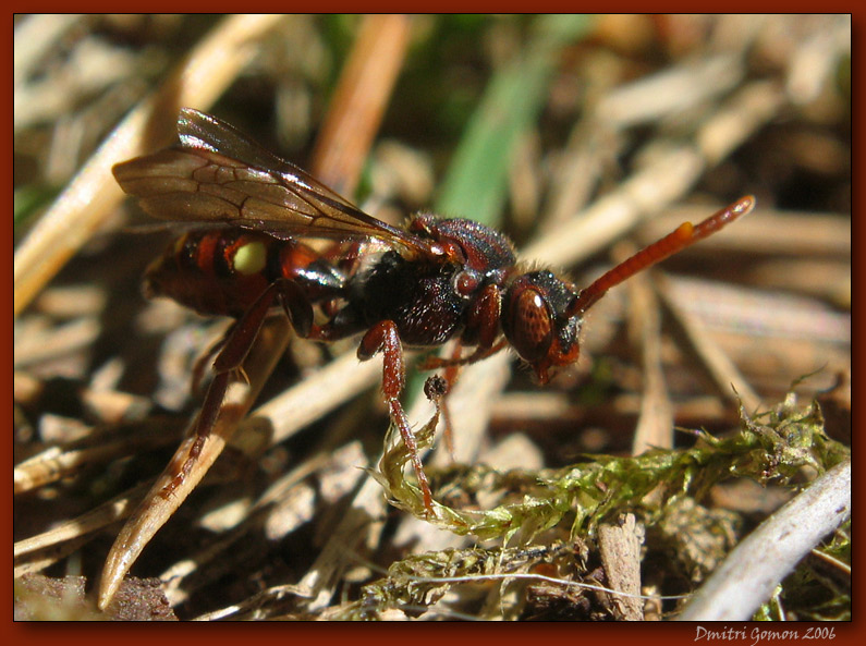 photo "~Predator~" tags: nature, macro and close-up, insect