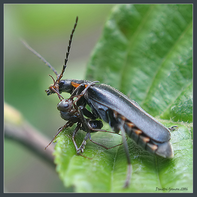 photo "~Battle~" tags: nature, macro and close-up, insect