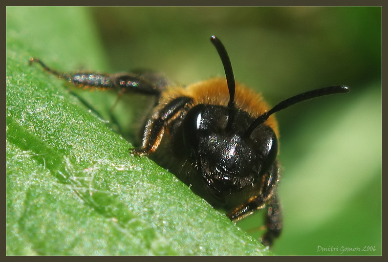 photo "~Bee~" tags: nature, macro and close-up, insect