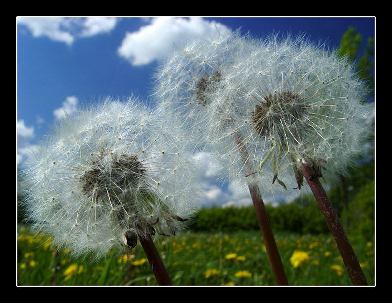 photo "...But me to fly hunt..." tags: nature, macro and close-up, flowers