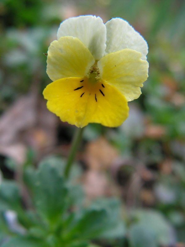 photo "***" tags: nature, macro and close-up, flowers