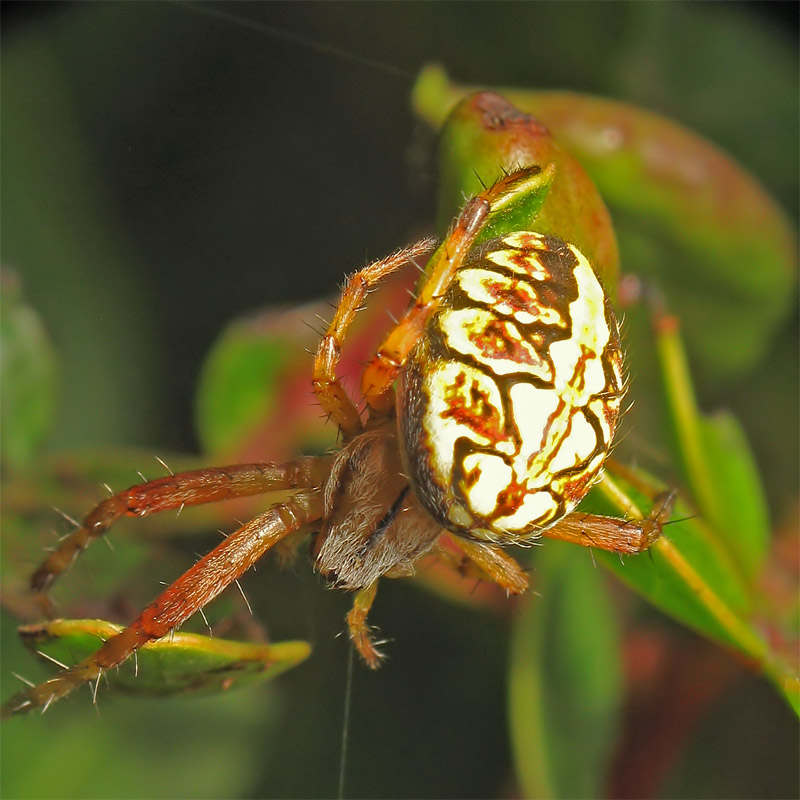 photo "***" tags: nature, macro and close-up, insect