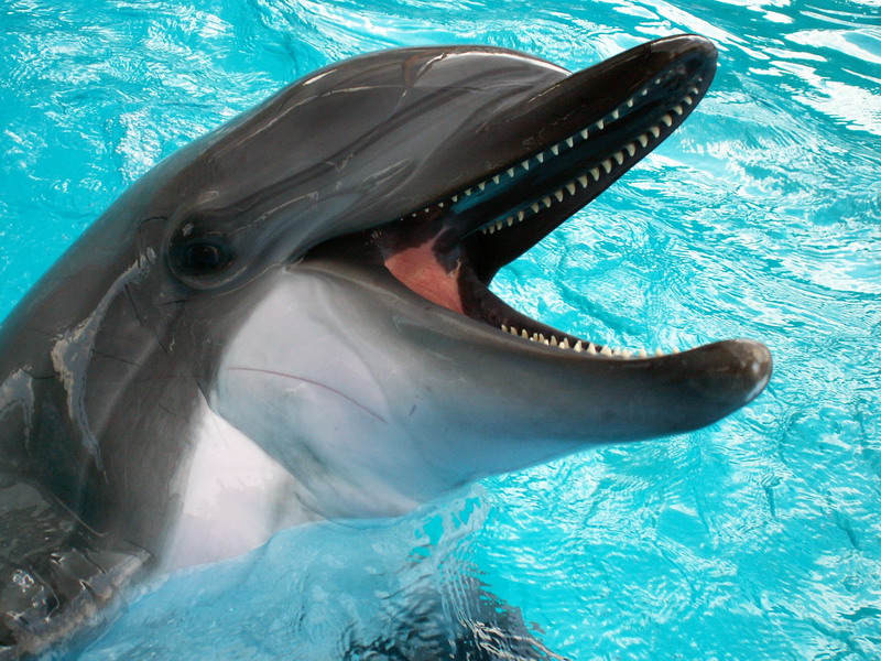 photo "Delfin" tags: portrait, nature, wild animals