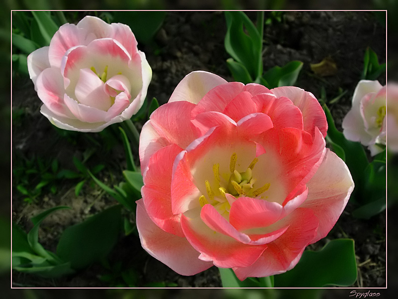 photo "Like a rose" tags: nature, macro and close-up, flowers