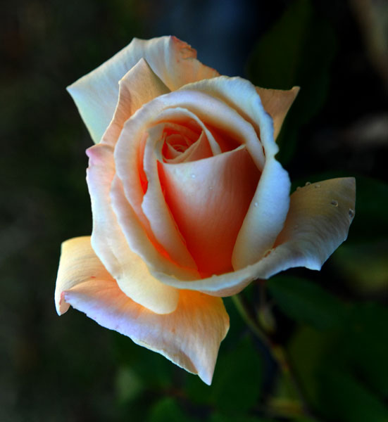 photo "Yellow Rose" tags: nature, portrait, flowers