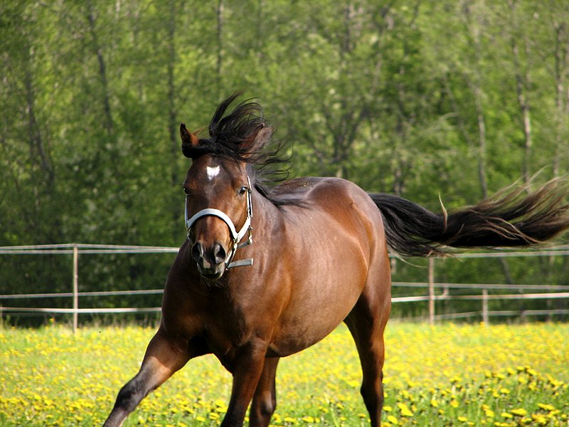 photo "Freedom!" tags: nature, landscape, pets/farm animals, summer