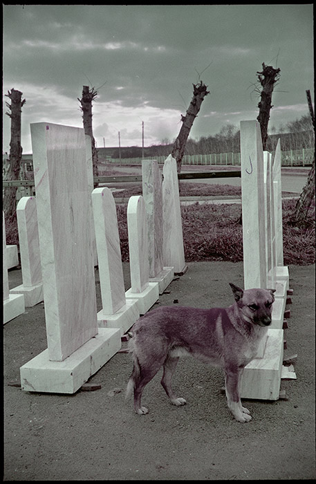 photo "Life of the dog" tags: genre, misc., 