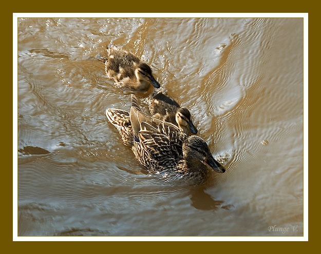 фото "Family..." метки: природа, дикие животные