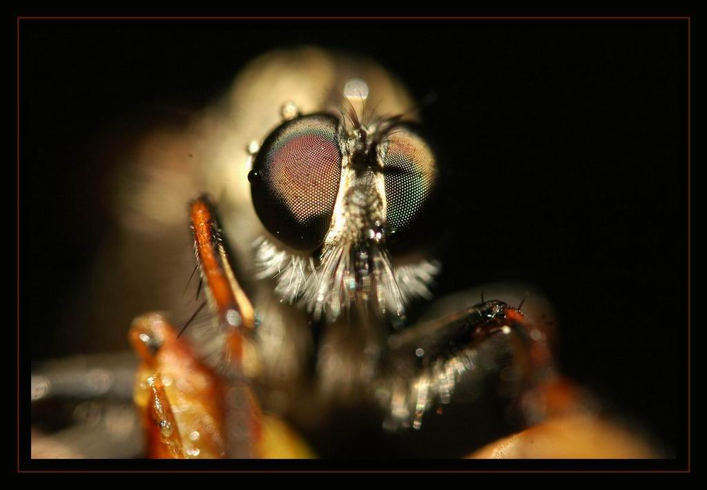 photo "***" tags: macro and close-up, nature, insect