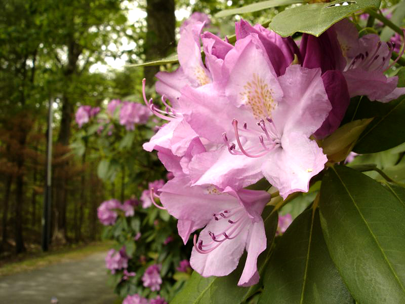 photo "+++" tags: nature, flowers