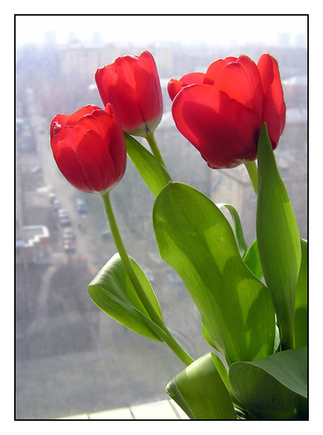 photo "***" tags: nature, still life, flowers