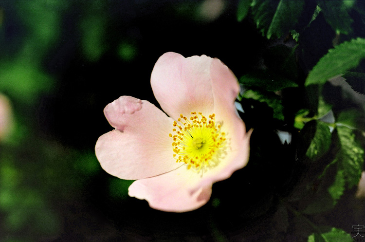 photo "***" tags: nature, macro and close-up, flowers