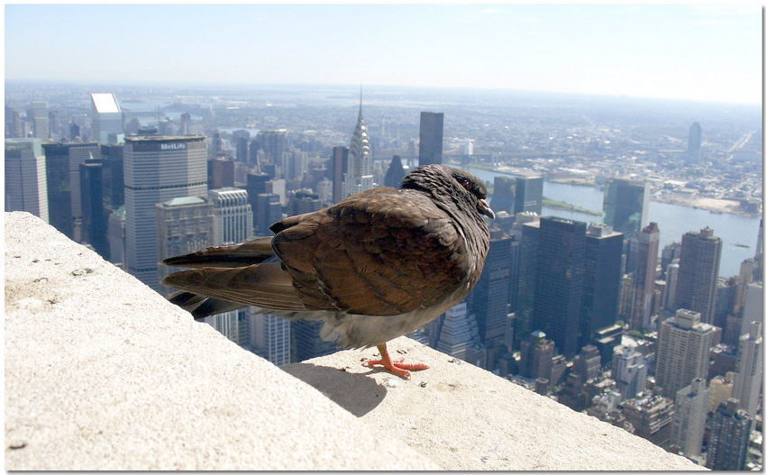 photo "Patrol" tags: architecture, nature, landscape, wild animals