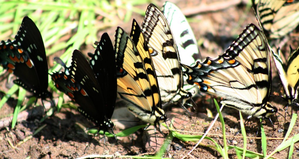 фото "A Butterfly Breeding Ground" метки: природа, насекомое