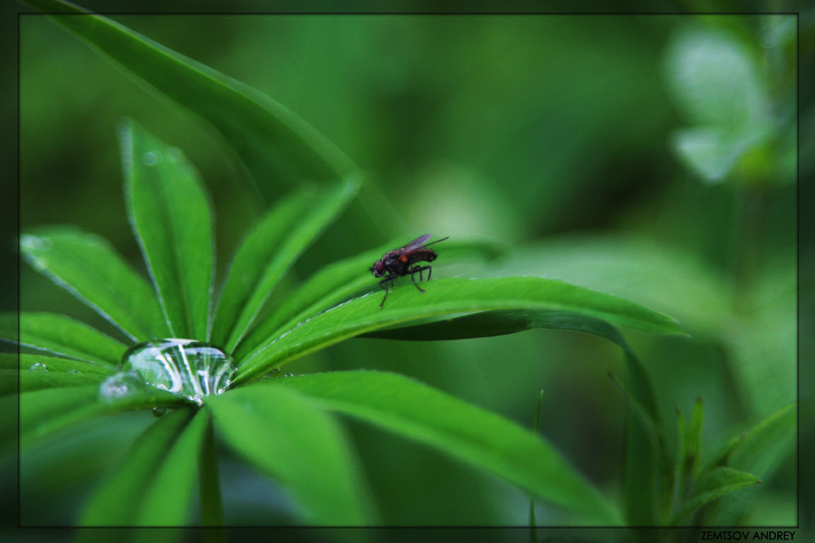 photo "***" tags: nature, flowers, insect