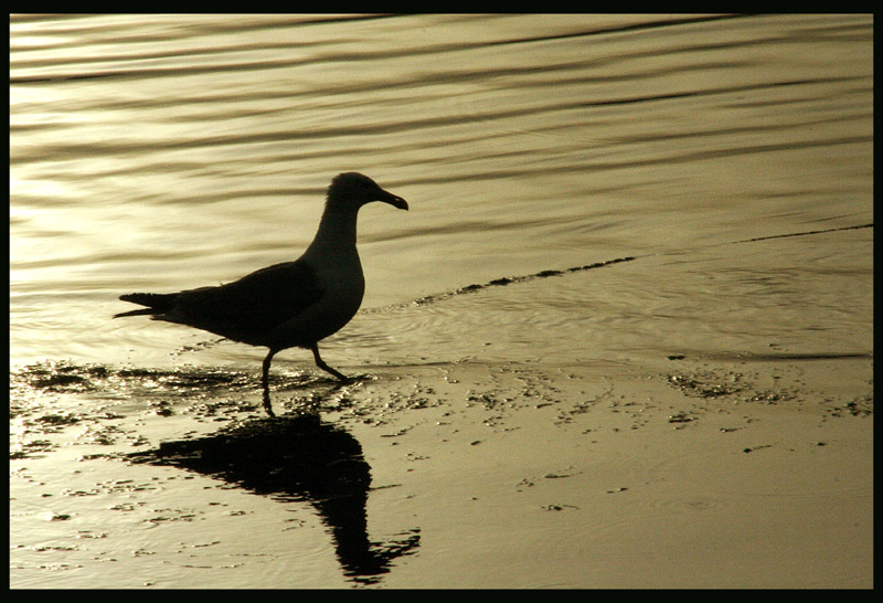 photo "Walk The Line" tags: landscape, nature, sunset