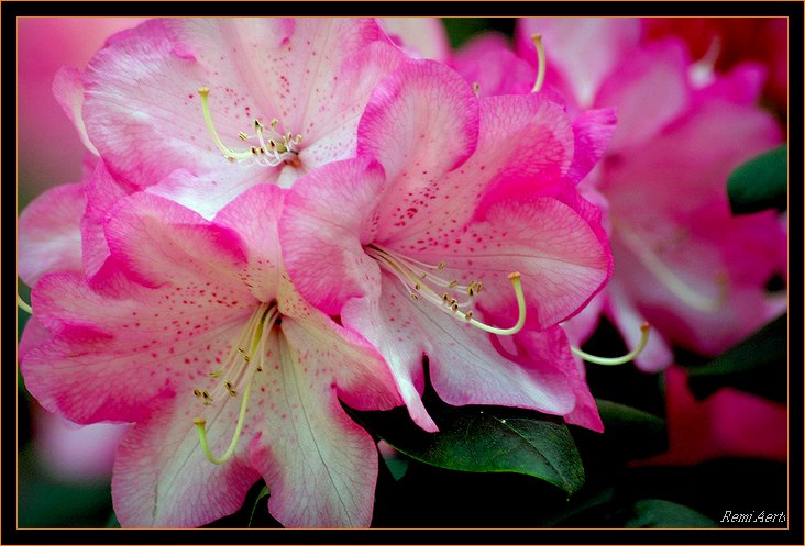 photo "For Snoopy" tags: nature, macro and close-up, flowers