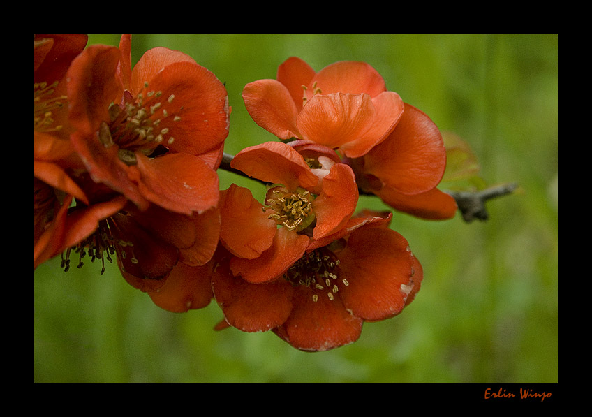 photo "***" tags: nature, flowers