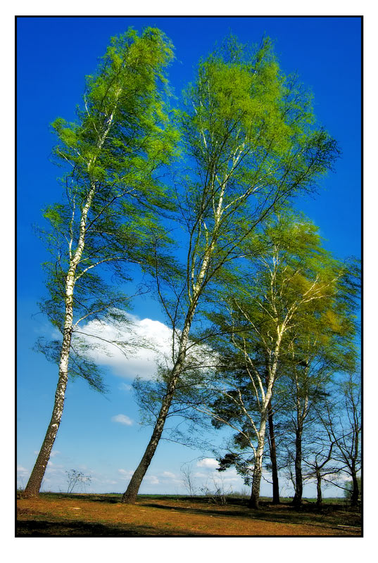 photo "***" tags: landscape, summer