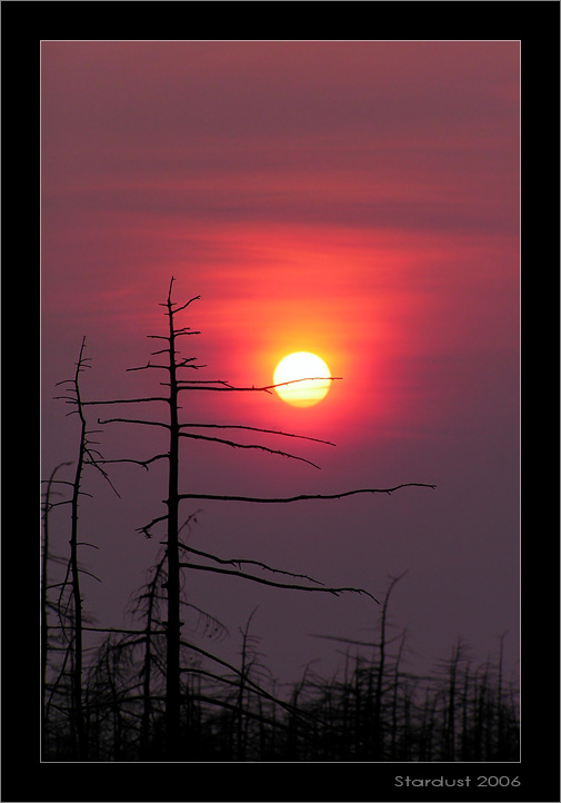 photo "Игра в мяч / Ball Game" tags: landscape, forest, sunset