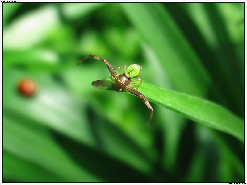 photo "On Gate" tags: nature, macro and close-up, insect