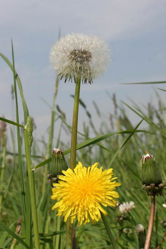 фото "Короткая жизнь одуванчика." метки: природа, макро и крупный план, цветы