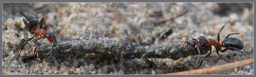 photo "~Team-Work~" tags: nature, macro and close-up, insect