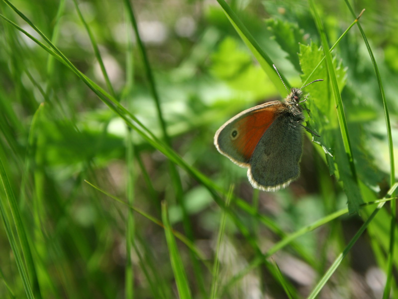 photo "***" tags: nature, flowers, insect