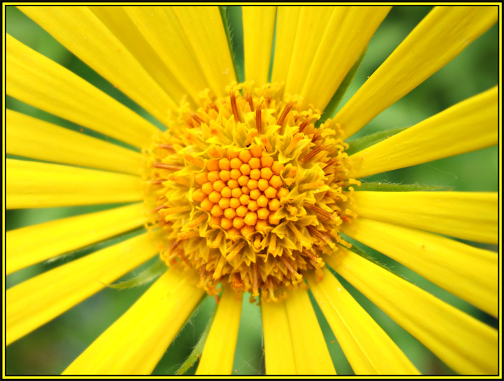 photo "Sun Flower" tags: macro and close-up, nature, flowers