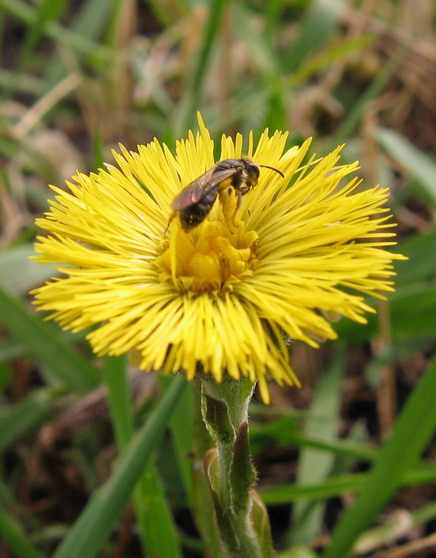 photo "***" tags: nature, flowers, insect