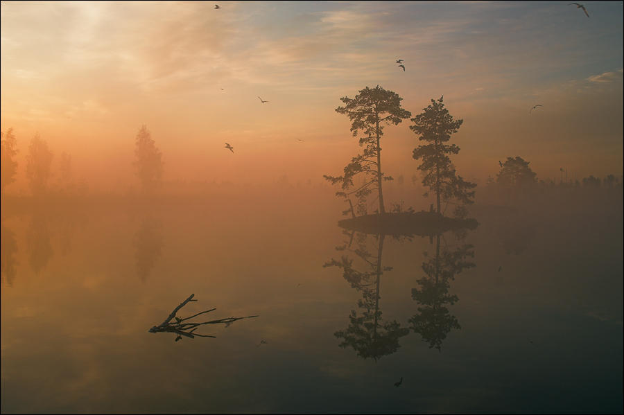 photo "Sunrise picture with pine island and the fog" tags: , 