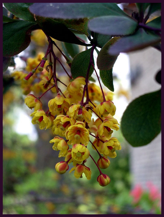 photo "Barberry" tags: nature, macro and close-up, 