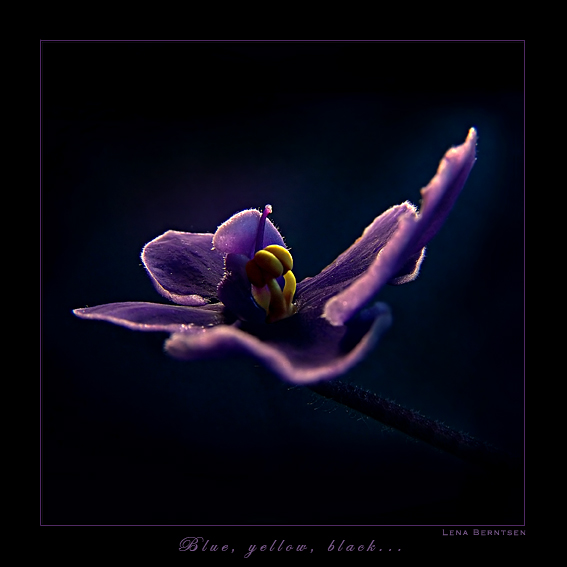 photo "Blue, yellow, black..." tags: nature, macro and close-up, flowers