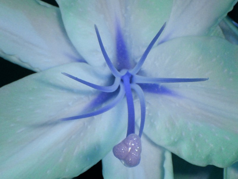 фото "lily" метки: природа, цветы