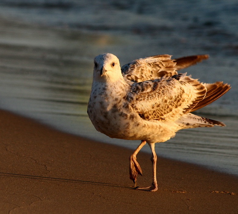 photo "one step" tags: nature, wild animals