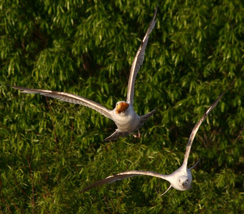 photo "Fight in the air" tags: nature, wild animals