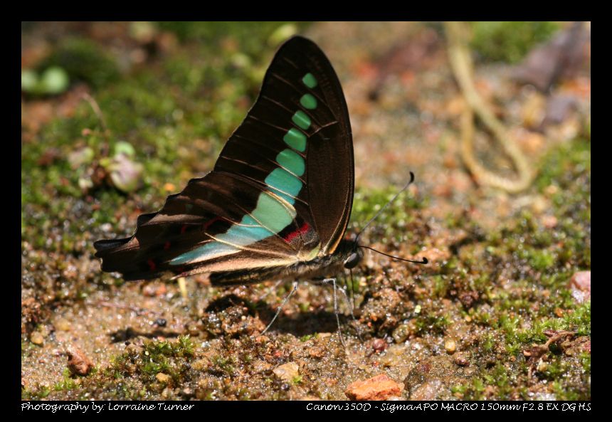 photo "Beauty On The Wing" tags: nature, macro and close-up, insect