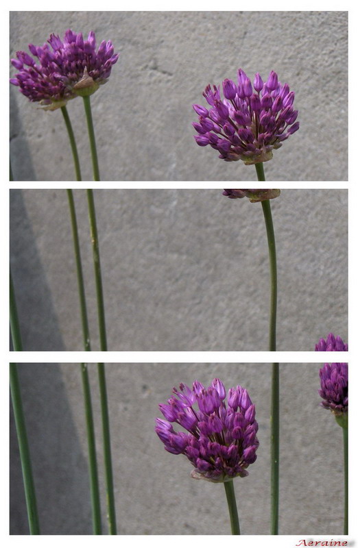 photo "Flower's tears" tags: landscape, nature, flowers, spring