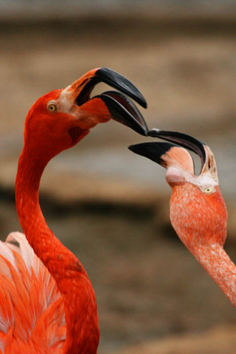 photo "Who main?" tags: nature, wild animals