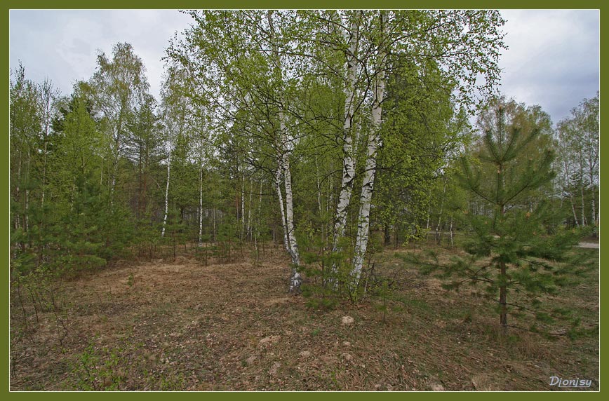 photo "fir-trees and birches" tags: landscape, forest, summer