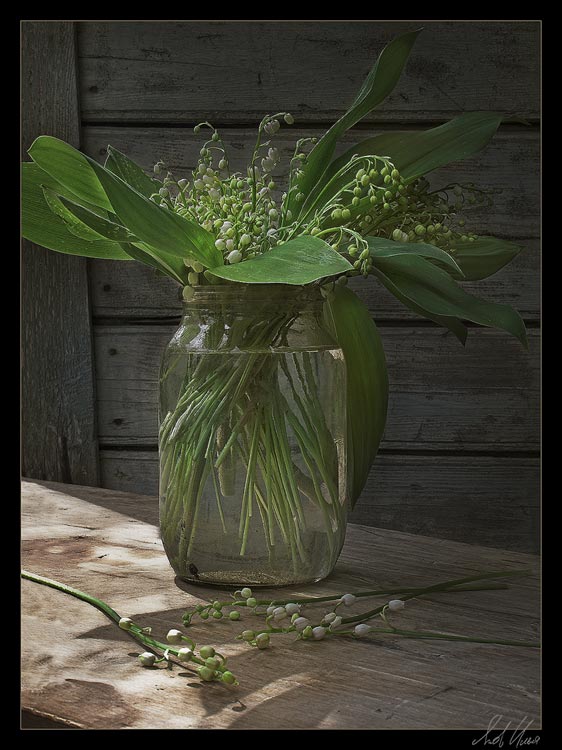 photo "Lilies of the valley" tags: still life, nature, flowers