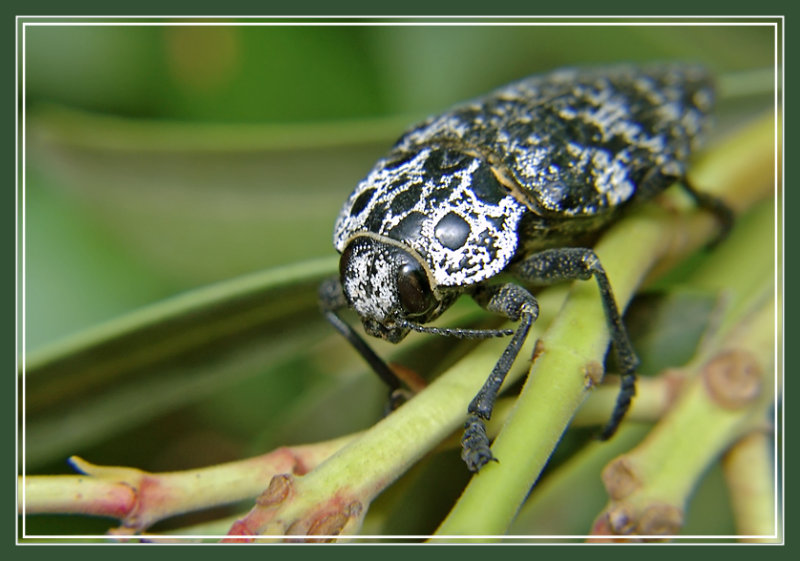 photo "***" tags: macro and close-up, 