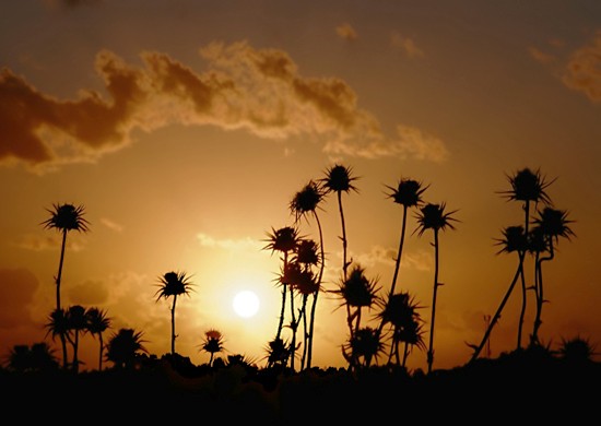 photo "Dancing at the Sunset  -  Танцующие на закате." tags: landscape, nature, flowers, sunset
