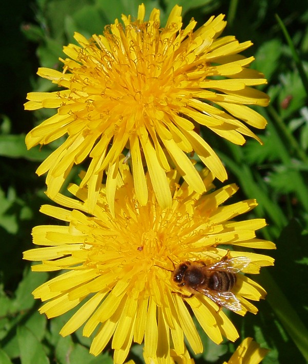 photo "***" tags: macro and close-up, nature, insect