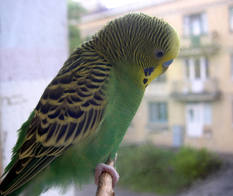 photo "don't let me out..." tags: nature, genre, pets/farm animals