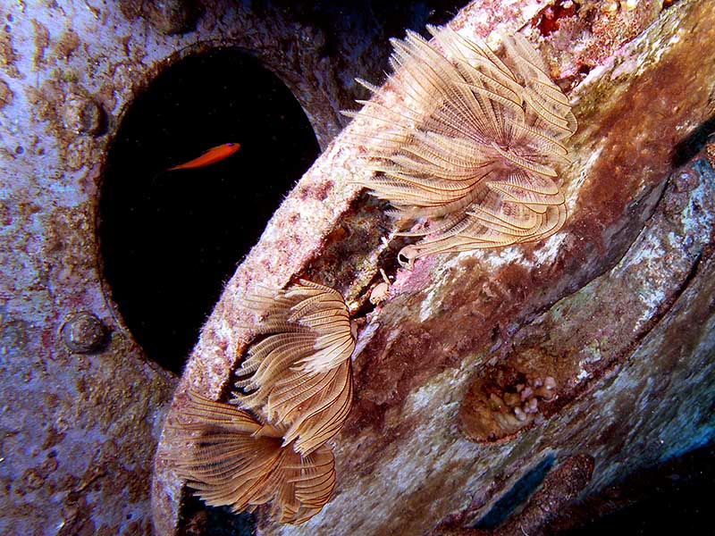 photo "Shipwreck Fantasy" tags: underwater, 