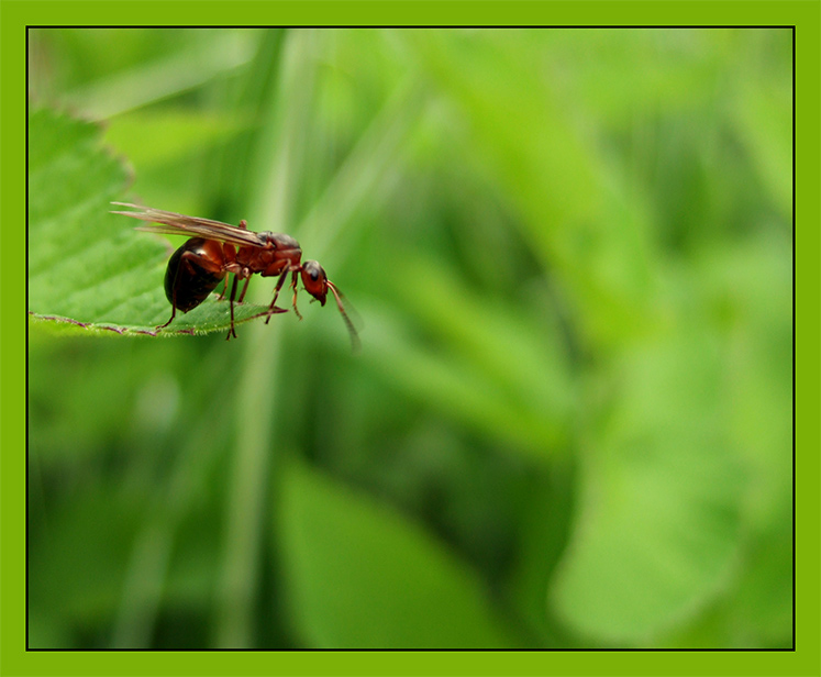 photo "Suicide" tags: macro and close-up, nature, insect