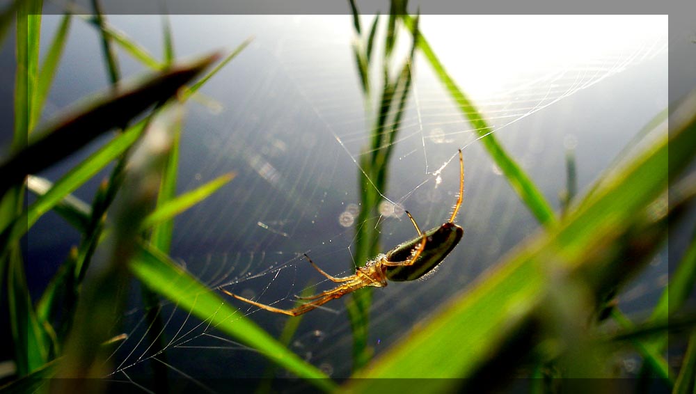 photo "Hunting" tags: macro and close-up, nature, insect