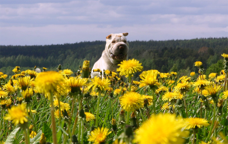 photo "***" tags: landscape, nature, pets/farm animals, summer