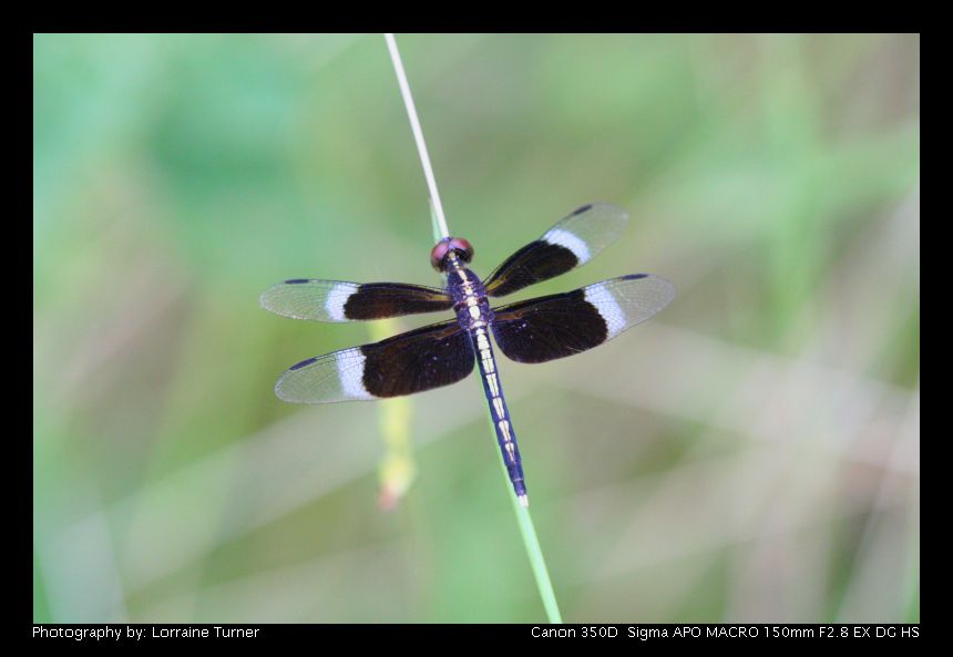 photo "Dragonfly" tags: nature, macro and close-up, insect